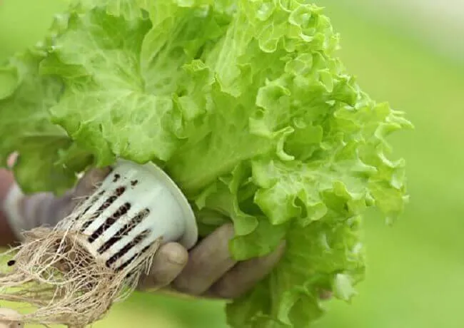 chăm sóc cây xà lách tại nhà giai đoạn trưởng thành