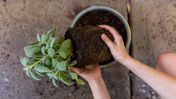 Chăm sóc cây xô thơm