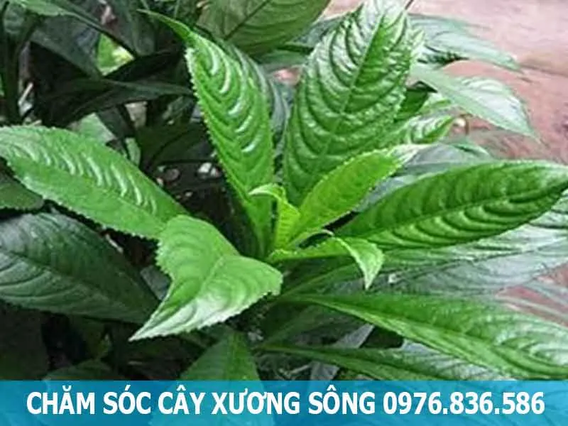 Chăm sóc cây xương sông đúng cách tại nhà