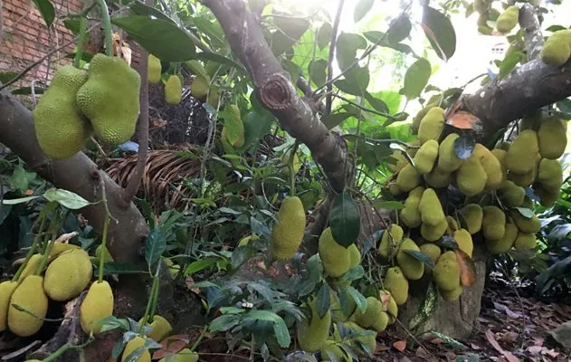 Chăm sóc để cây cho năng suất cao