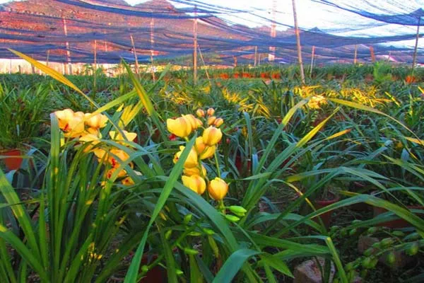 Chăm sóc Địa Lan sau khi thay chậu