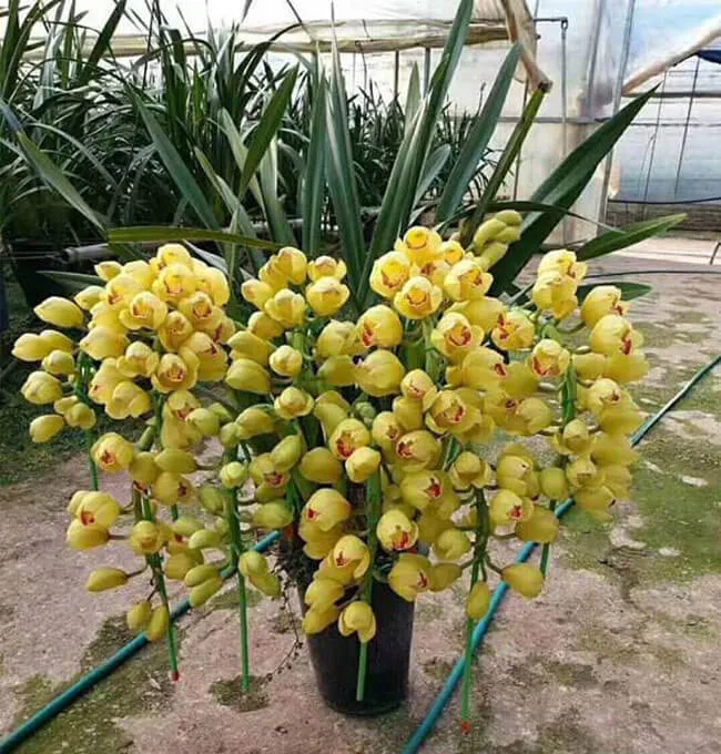 Chăm sóc địa lan vàng sau Tết đúng cách trưng bày dài ngày