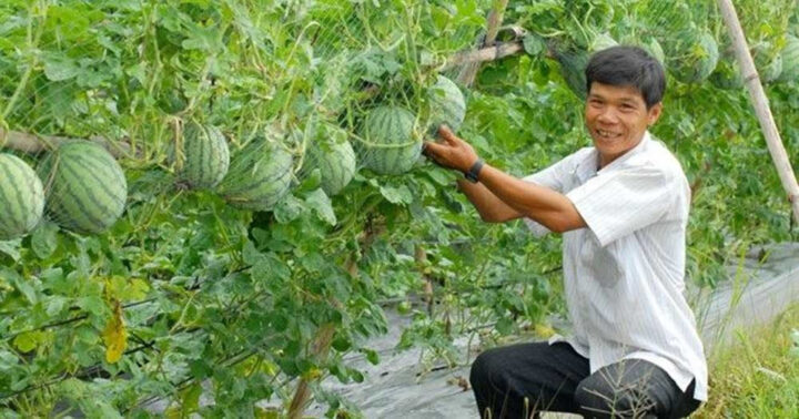 Cách Trồng Cây Biwa: Kỹ Thuật Chăm Sóc Đạt Năng Suất Tối Đa