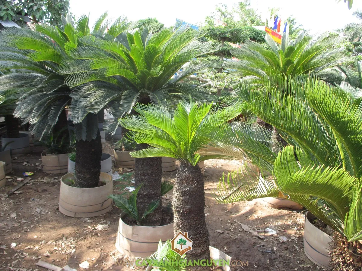 Chăm sóc đúng cách giúp cây Vạn Tuế sinh trưởng và phát triển tốt ngay cả trong môi trường ít ánh sáng