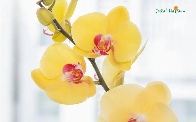 Chăm sóc đúng cách sẽ có được bình hoa Lan Hồ Điệp đẹp và bền lâu