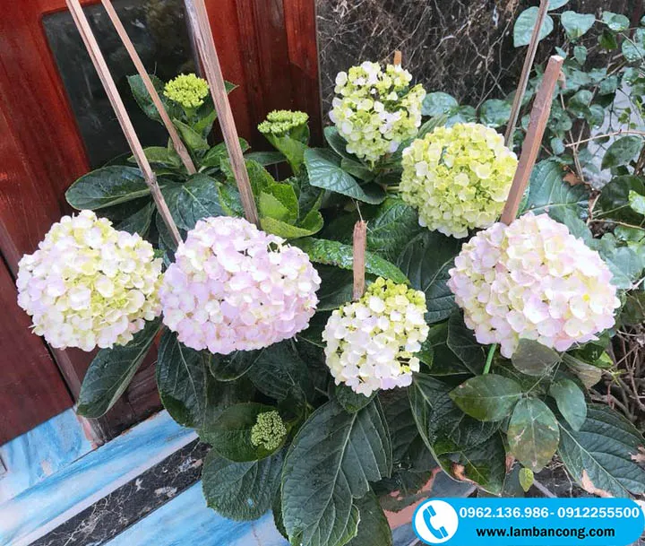 chăm sóc hoa cẩm tú cầu đẹp với các cụm hoa lớn