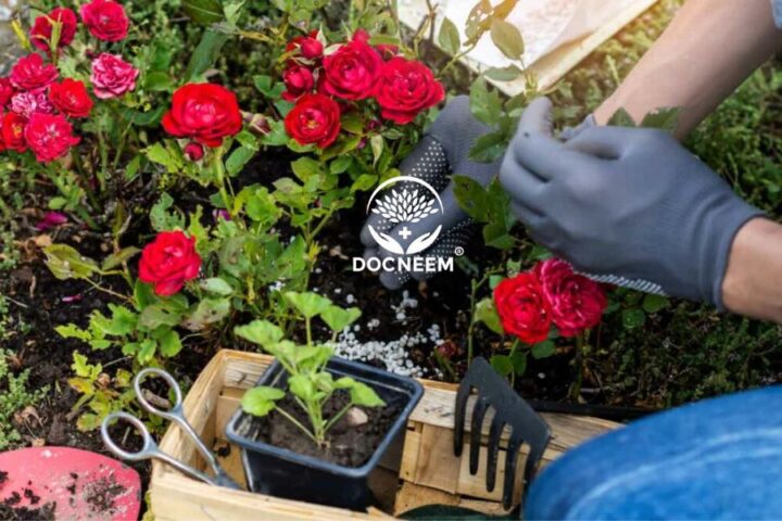 Cách Trồng Hoa Hồng Ra Hoa Quanh Năm: Tuyệt Kỹ Chăm Sóc Đỉnh Cao