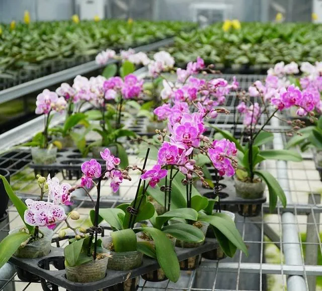 Chăm sóc hoa lan hồ điệp cần đảm bảo độ ẩm cần thiết cho cây