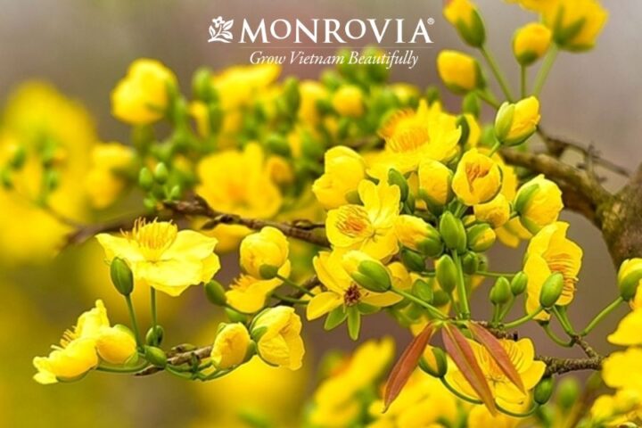 Cách Chăm Mai Ra Nhiều Hoa: Kỹ Thuật Chuyên Sâu Từ A Đến Z