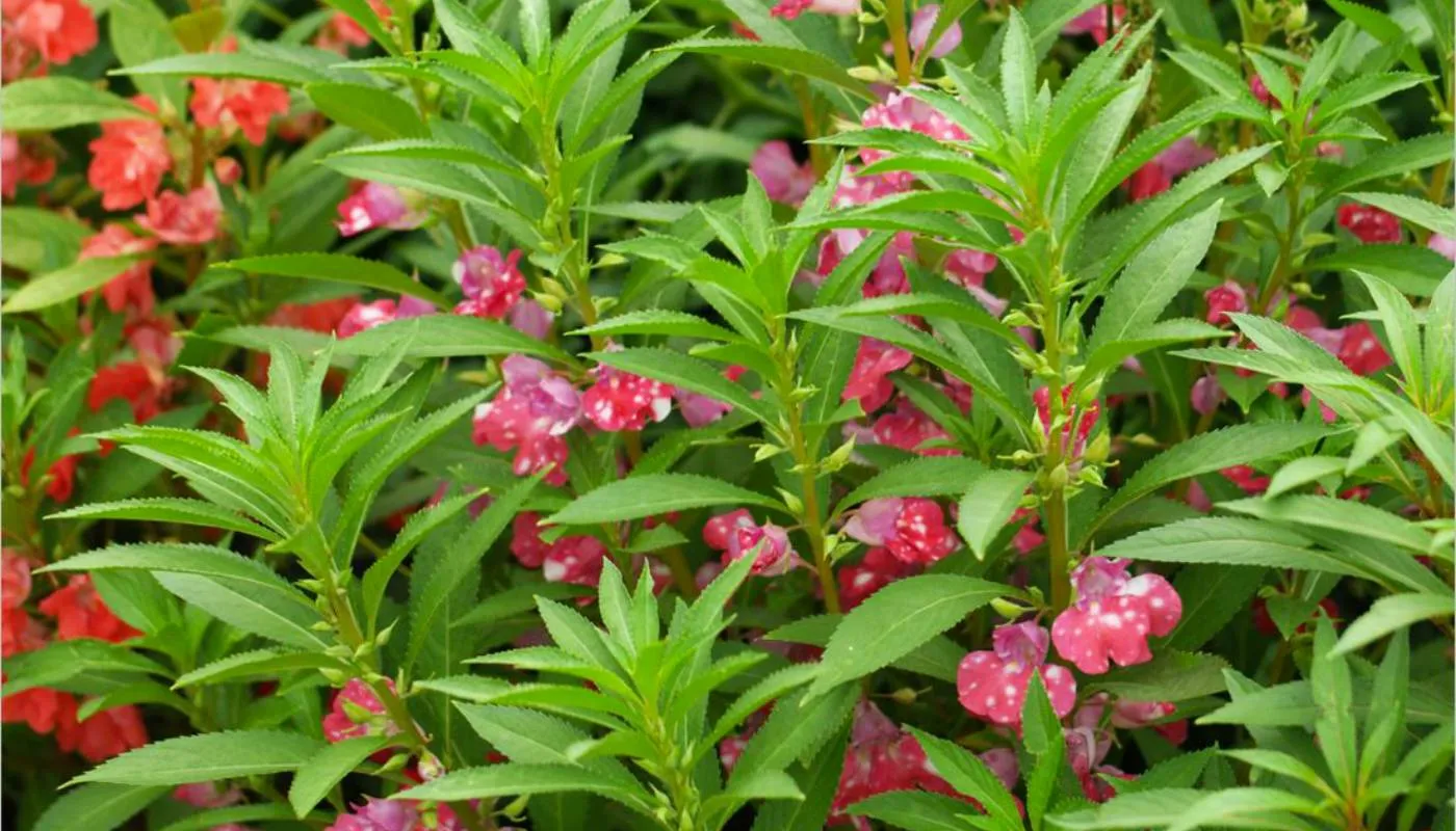 Chăm sóc hoa móng tay đúng cách