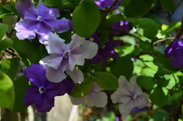 Chăm sóc hoa nhài nhật ra hoa quanh năm: Hoa nhài nhật với lá xanh đậm đang phát triển khỏe mạnh