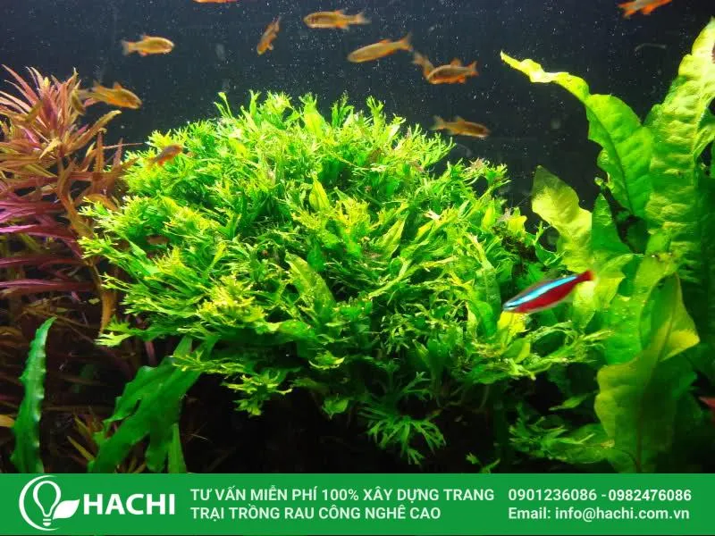 Chăm sóc kiên nhẫn là chìa khóa vì dương xỉ thủy sinh là loài cây có tốc độ phát triển khá chậm