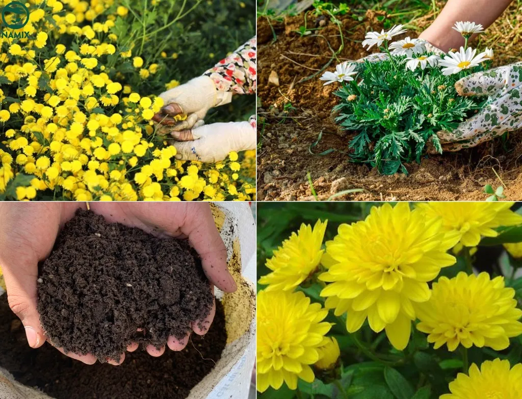 Chăm sóc kỹ lưỡng cây hoa cúc trong chậu sau mùa hoa Tết