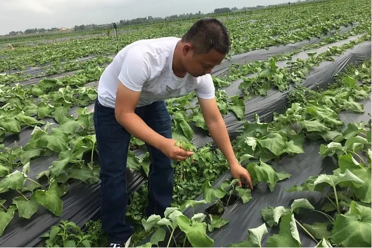 Chăm sóc kỹ lưỡng là yếu tố then chốt giúp cây ngưu bàng phát triển