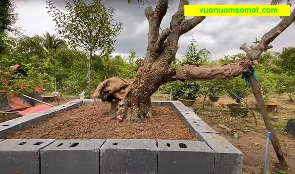 Chăm sóc kỹ thuật cho cây lộc vừng mới trồng để đảm bảo cây phát triển khỏe mạnh