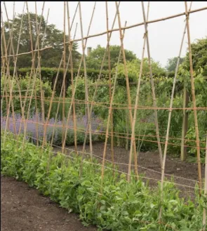 Chăm sóc kỹ thuật trồng cây hoa đậu biếc để có khu vườn xanh mát