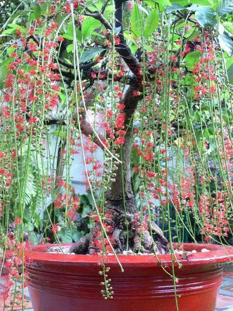 Chăm Sóc Kỹ Thuật Trồng Cây Lộc Vừng Trong Chậu