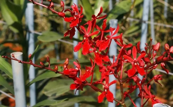 Chăm sóc lan Mokara đúng kỹ thuật bao gồm tưới nước 1-2 lần/ngày, bón phân NPK theo giai đoạn và cắt tỉa định kỳ