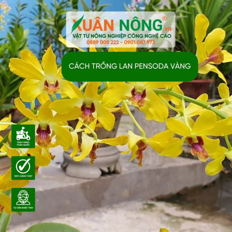 Cách Trồng Hoa Địa Lan Vàng Chuẩn Chuyên Gia Và Kỹ Thuật Chăm Sóc Toàn Diện