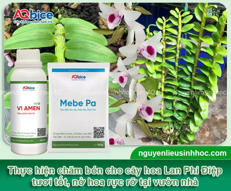 Chăm sóc lan Phi Điệp đúng kỹ thuật, chú trọng phòng bệnh và bón phân để đạt kết quả nở hoa rực rỡ