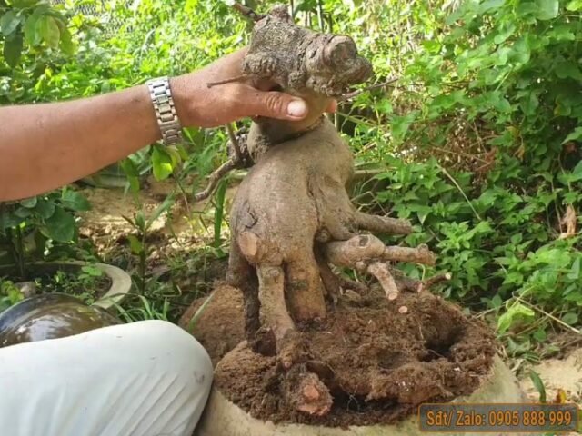 Cách Chăm Sóc Cây Mai Bị Suy Yếu Vàng Lá Phục Hồi Hiệu Quả Nhất