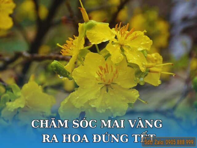 Cách Chăm Cây Mai Ra Hoa: Kỹ Thuật Toàn Diện Từ A Đến Z Đảm Bảo Nở Đúng Tết