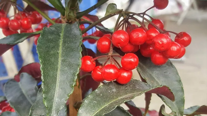 Chăm sóc ngân kim lượng cho cây đậu quả chín mọng