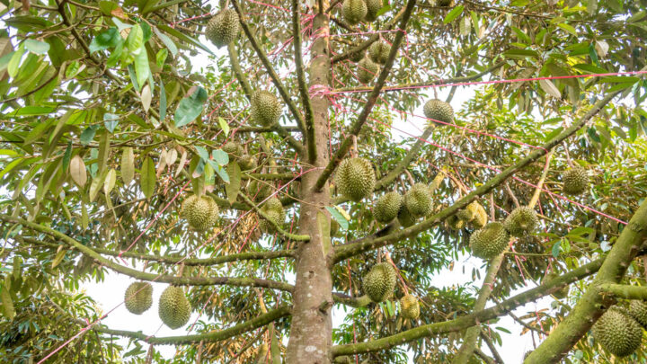 Cách Chăm Sóc Sầu Riêng Khi Ra Hoa: Kỹ Thuật Đảm Bảo Năng Suất
