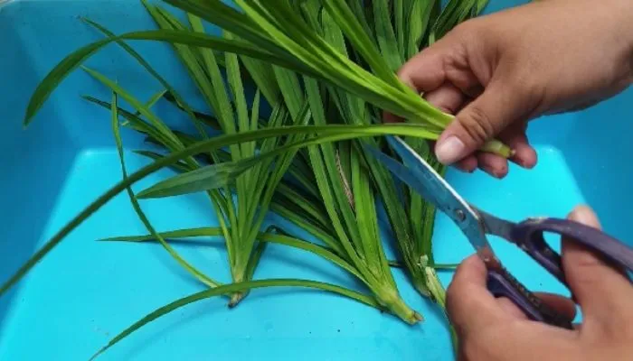 Chăm sóc thủy canh