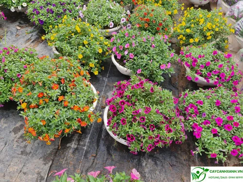 Chăm sóc triệu chuông cho hoa nở rực rỡ và bền màu