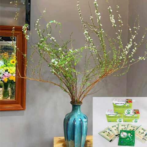 Cách Chăm Cây Mai Ra Hoa: Kỹ Thuật Toàn Diện Từ A Đến Z Đảm Bảo Nở Đúng Tết