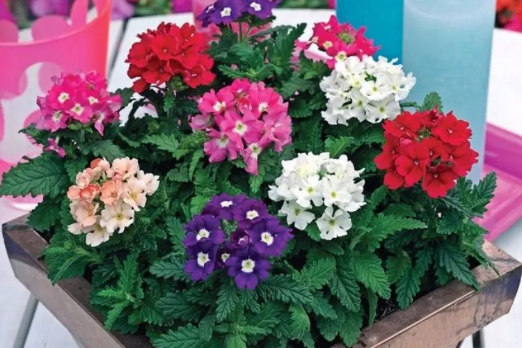 Chăm sóc và cắt tỉa hoa vân anh