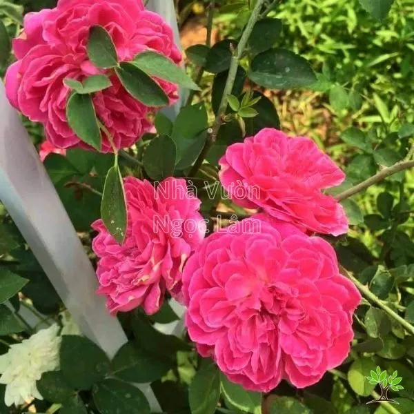 Chăm sóc và kiểm tra bệnh cho cây hoa hồng đã trồng lại