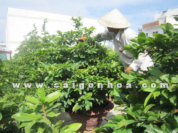 Chăm sóc và theo dõi quá trình phát triển của cây mai vàng tại vườn