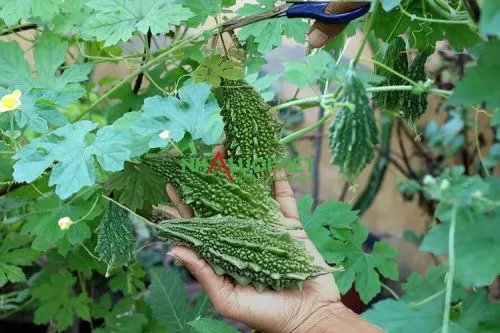 Chăm sóc và thu hoạch quả mướp tươi