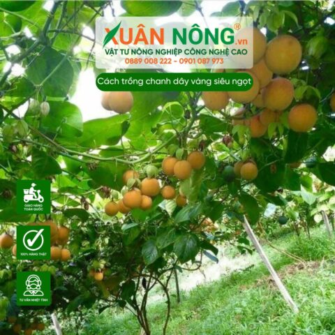 Cách Trồng Cây Chanh Dây Vàng Năng Suất Cao Từ A Đến Z