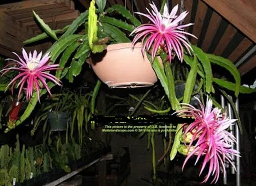 Chậu cây ăn quả thanh long tiếp tục nở hoa và đậu quả