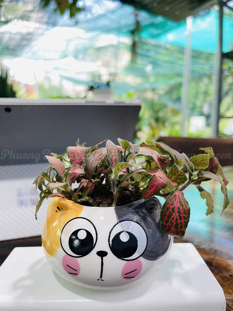 Chậu cây cẩm nhung mini màu xanh và trắng có sẵn tại vườn