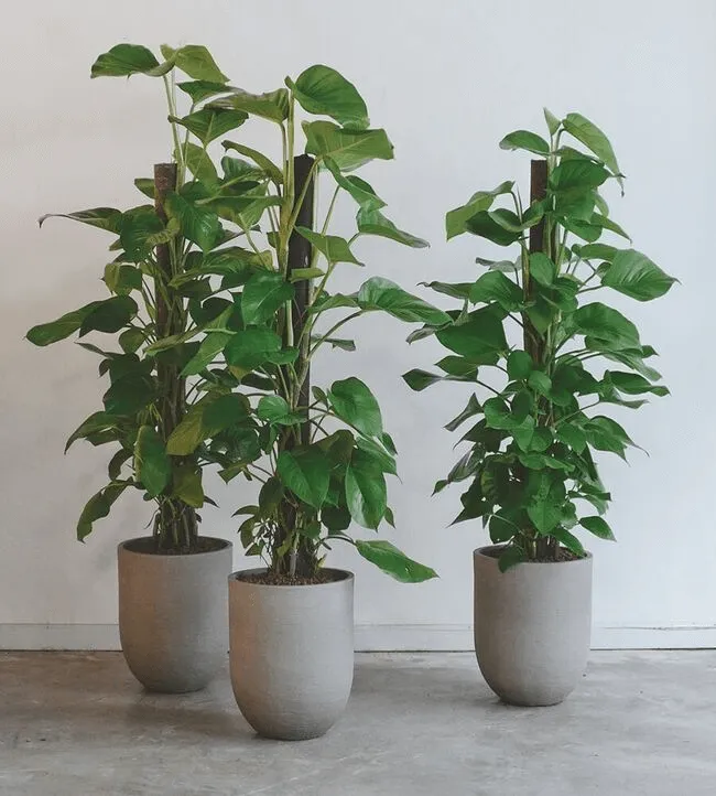 Chậu cây cảnh trong nhà đặt trên kệ gỗ, tăng cường độ ẩm và cải thiện sức khỏe tinh thần