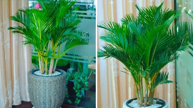 Chậu cây cau Nhật đẹp được dùng trang trí nội thất