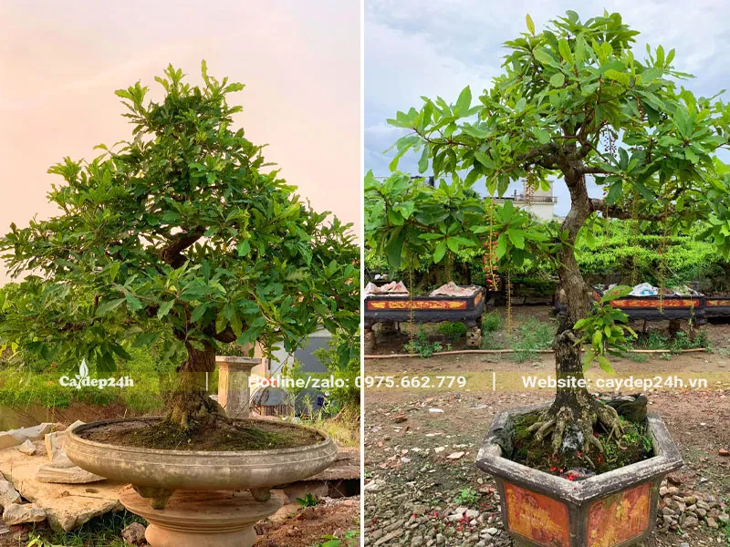 Chậu cây đã tháo nước để thay nước