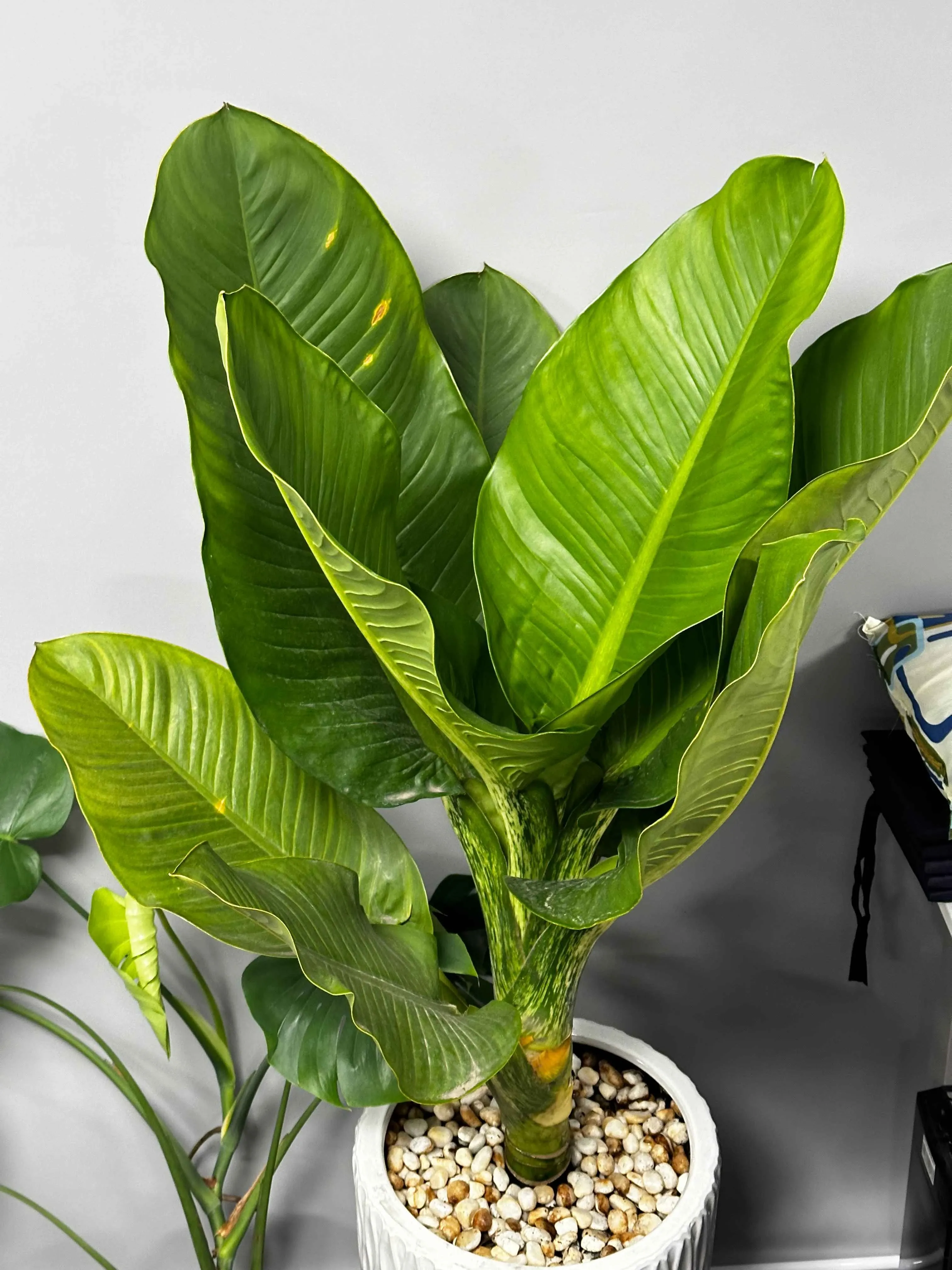 Chậu cây Đại Phú Gia đặt trong không gian văn phòng, cần chăm sóc đúng cách