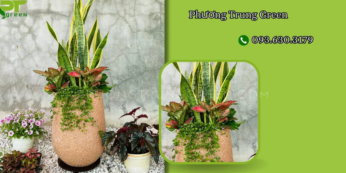 Chậu Cây Đô La được phối với cây Lưỡi Hổ tại Phương Trung Green, tạo nên sự cân bằng giữa cây rủ và cây đứng