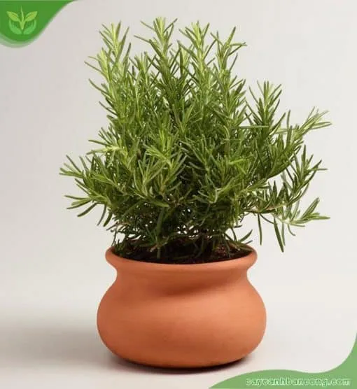 Chậu cây hương thảo được trồng trong chậu đất nung, thể hiện khả năng thích nghi với môi trường sống tối giản