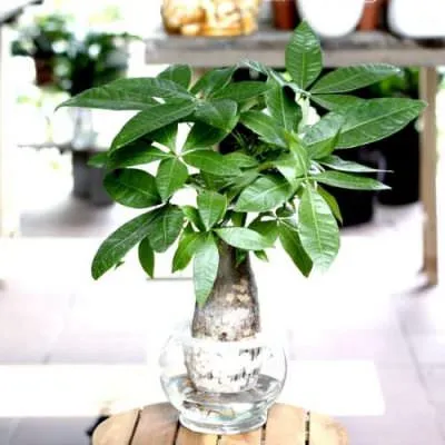 chậu cây kim ngân thủy sinh lá xanh tươi tốt, minh họa cách chăm cây kim ngân thủy sinh đúng kỹ thuật