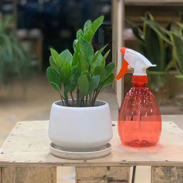 Chậu cây Kim Tiền đang được vệ sinh và chăm sóc lá kỹ lưỡng, một phần quan trọng trong cách trồng cây kim tiền trong nhà