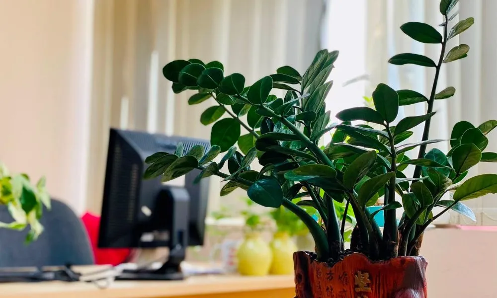 Chậu cây kim tiền đặt cạnh cửa sổ đón ánh sáng tán xạ