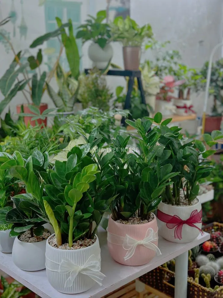 Chậu cây kim tiền để bàn