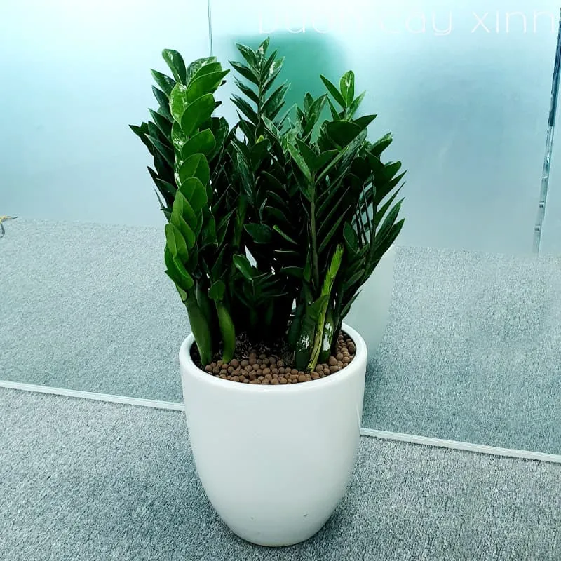 Chậu cây kim tiền lớn đặt trong nhà, cần được chăm sóc toàn diện để luôn xanh tươi và đẹp mắt