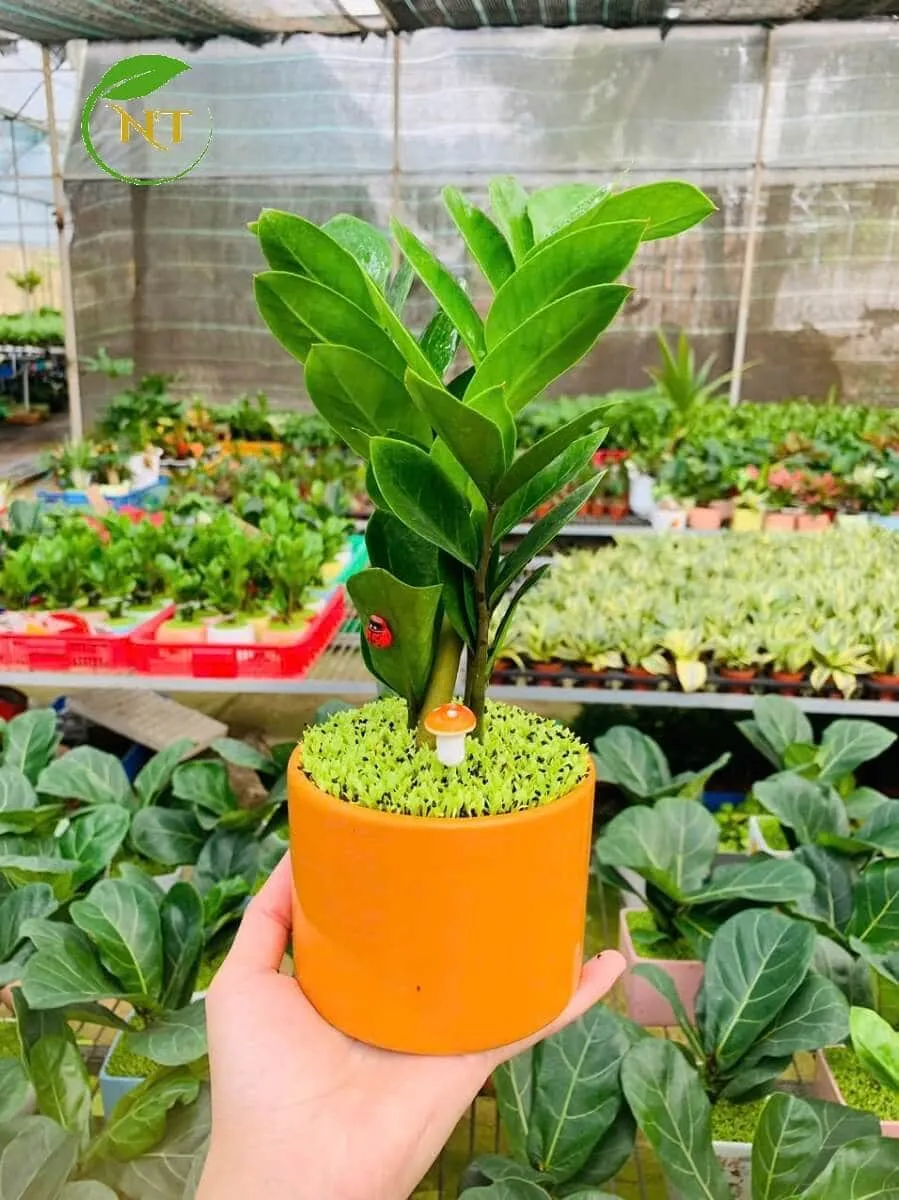 Chậu cây Kim tiền trụ cao trơn nền cỏ